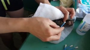 Спасение новорожденного котёнка.