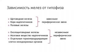 Эндокринная система человека. Железы и гормоны