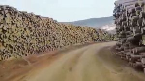 Шокирующее видео вырубки лесов в Хабаровском крае