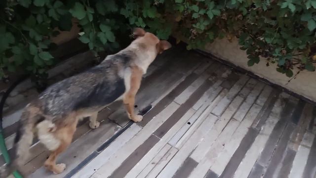 Славянск. 14 августа 2022 года. 5:15. Ночью было громко. смотреть онлайн