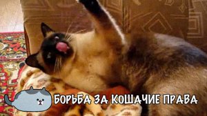 Кот Васька против белой неведомой хрени.