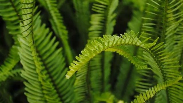 Папоротник смотреть онлайн