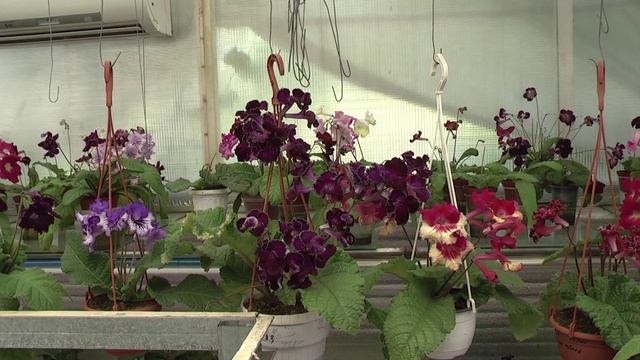 стрепсы 23-06-2013 смотреть онлайн