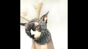 КАК РАЗВЕСЕЛИТЬ КОТА ЕСЛИ ОН ГРУСТИТ /ЗАЧЕМ ЧЕЛОВЕКУ КОТ/ПРИКОЛЫ С КОШКАМИ/СМЕШНЫЕ КОТЫ/