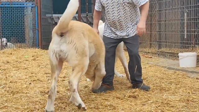 РОССИЯ. РОСТОВ-НА-ДОНУ+79034719998 MAKSIM MIHAILOV #волкодав61 #питомник алабай смотреть онлайн