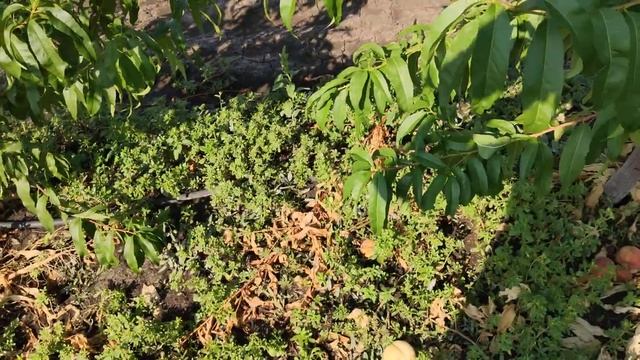 Персик Онтарио Вайс www.persikovod.com смотреть онлайн