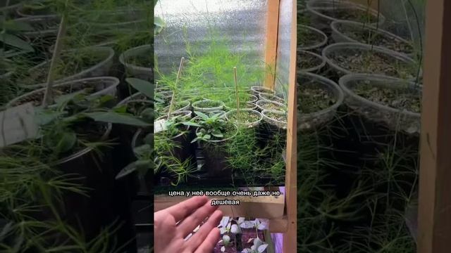 Вырастить спаржу из семян очень просто смотреть онлайн