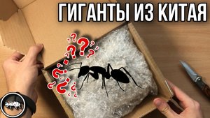 КИТАЙСКИЕ ГИГАНТЫ // РАСПАКОВКА ПОСЫЛКИ // AntKeeper