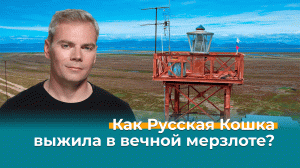 Как Русская Кошка выжила в вечной мерзлоте? — Невероятно интересная Россия