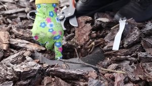 Роза не просыпается? Не торопитесь выкапывать!