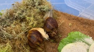 Генеральная Уборка у Улиток .