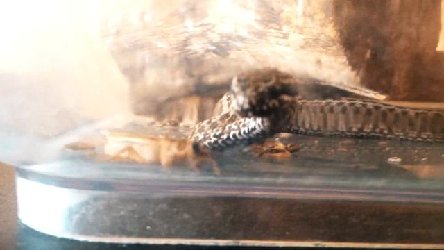 Степная гадюка охотится на сверчка.. смотреть онлайн