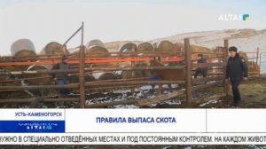 ПРАВИЛА ВЫПАСА СКОТА
