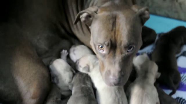 Красноносые щенки питбуля линии RED ALERT смотреть онлайн