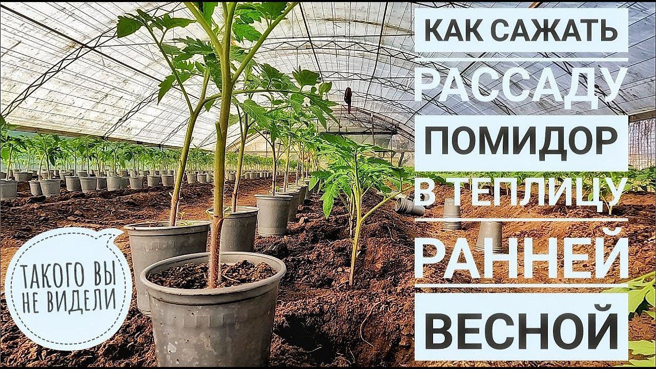 ПОСАДКА РАССАДЫ ПОМИДОР В ГРУНТ (в теплицу под пленку)