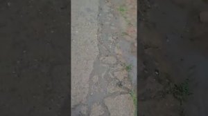 Ходить на поводке правильно