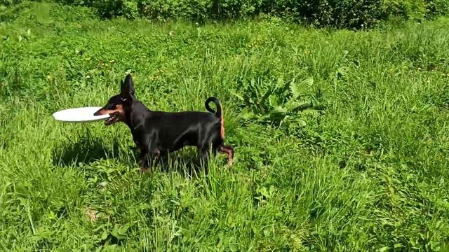 ЛИНА ждет хозяина. Девочка ждет, хозяин не идет, плохо. смотреть онлайн