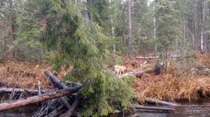 рыбалка на лесной речке. ночëвка в избушке. начало зимы.
