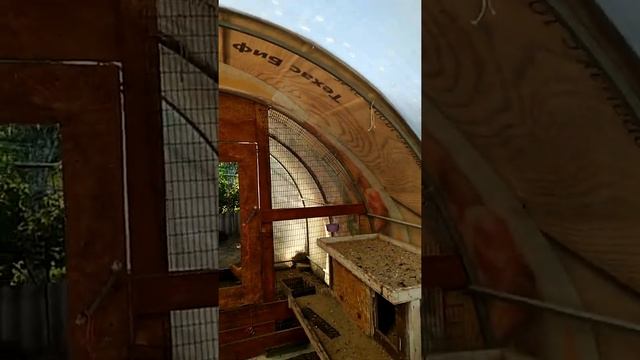 Содержание цыплят в теплице летом в жару .дельный совет смотреть онлайн