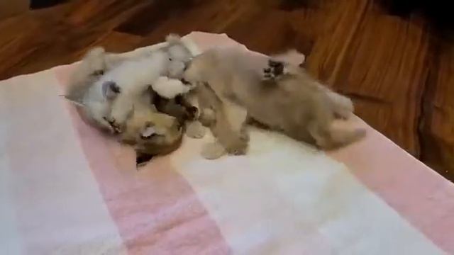 Невероятно красивые котята породы каракет, Ф1 75% смотреть онлайн