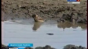 Дорога из жёлтого кирпича