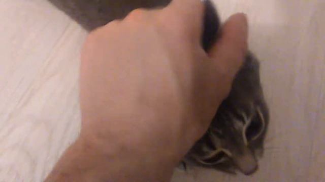 Кошка няша соскучилась по хозяйну смотреть онлайн