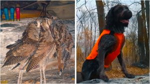 Охота на вальдшнепа с легавой. 3:0  в нашу пользу