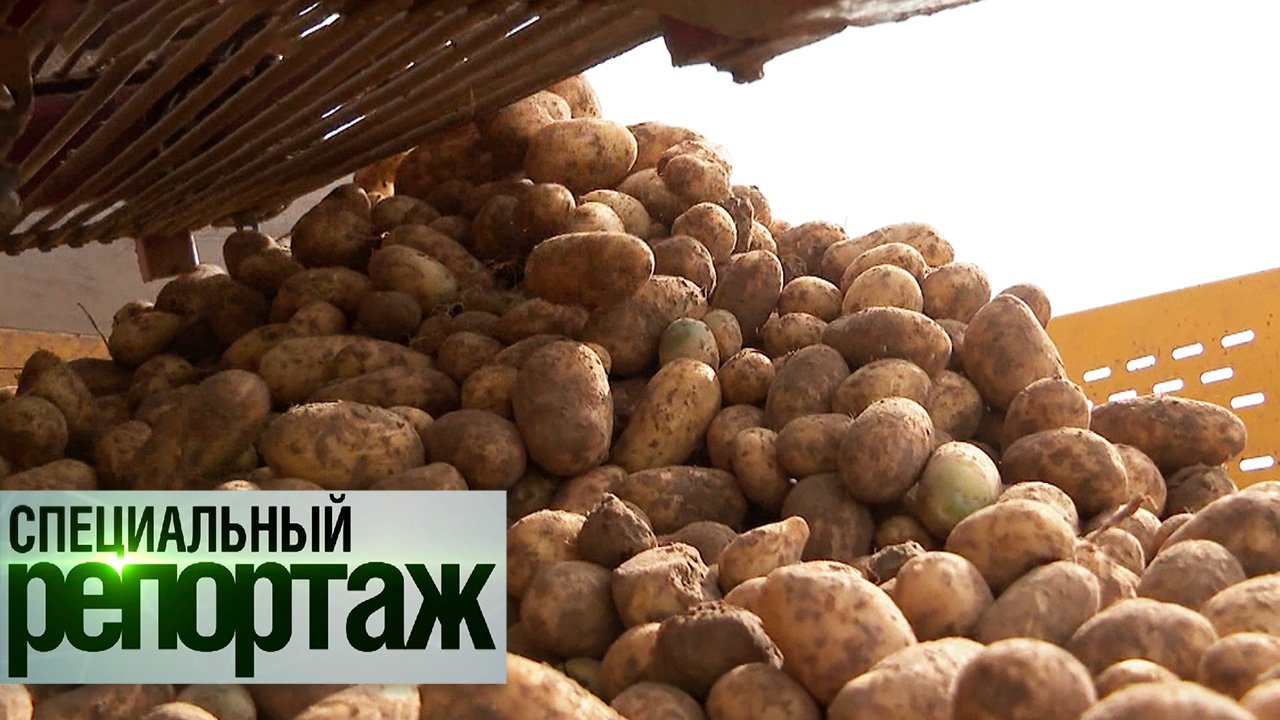 Белорусский картофель — символ страны, который умеют выращивать единицы | Специальный репортаж
