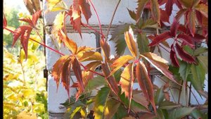 Е Евтушенко  Смеялись люди за стеной  #философскаялирика #поэты20века