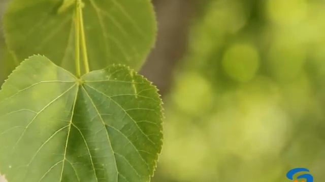 Гимн Белгородчине