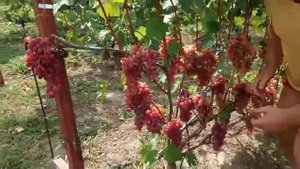 Сорт винограда Сакура 21 августа  виноградник Щереденкова В. А