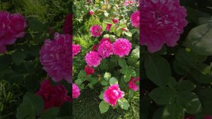 "Sophy's Rose", an English shrub rose by David Austin. Flowering Ukraine, June 2023