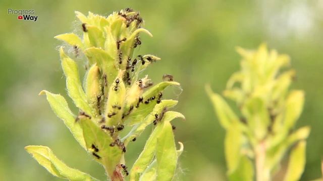 Я НЕ Поверил Глазам, Но Муравьи Расщепляются На Глазах! СРОЧНО ДАЙТЕ МУРАВЬЯМ СОДУ С СОЛЬЮ! смотреть онлайн