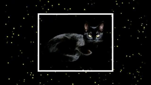 Танго черной кошки. Yayoi. смотреть онлайн