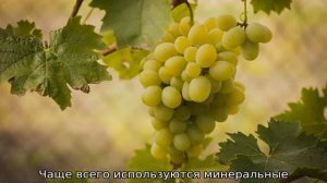 На какой год плодоносит виноград после посадки