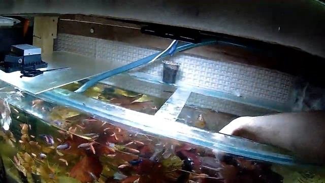 РАЗРОСЛАСЬ НИМФЕЯ! ПЕРЕСАДКА!