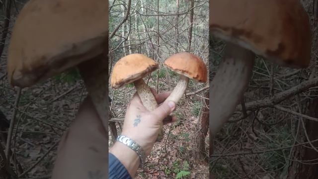 ГРИБ ПОДБЕРЁЗОВИК ОБЫКНОВЕННЫЙ / Mushroom Leccinum Scabrum