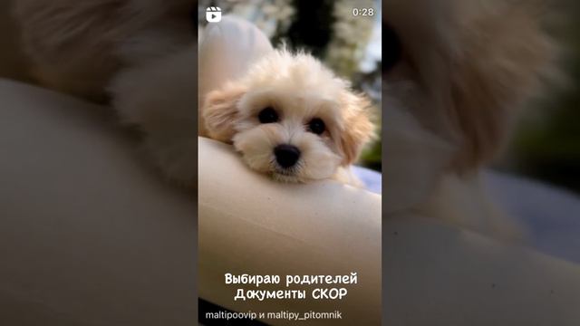 Мини Мальтипу ф1 Девочка Метрика СКОР #puppy #dog #maltipoo #poodle #pet #maltipoopuppy #cute