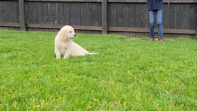 Timothy at 9 Weeks Old смотреть онлайн