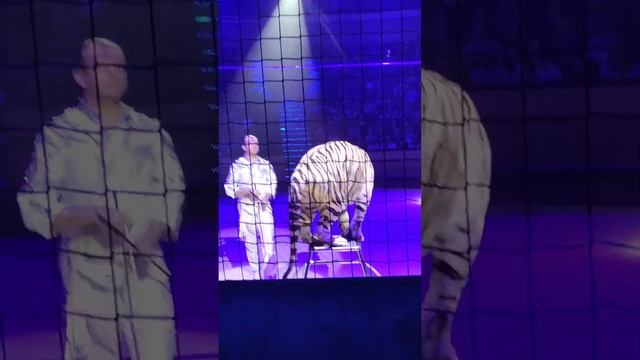 В Беларуси в Минске цирк!♥️❤️ смотреть онлайн