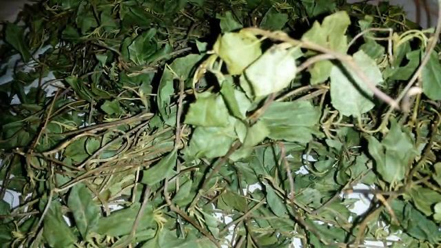 Боровая матка, ортилия однобокая, боровую матку купить.