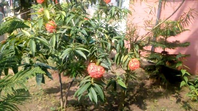 Ixora coccinea |Flame of the wood|Ornamental Plant| смотреть онлайн