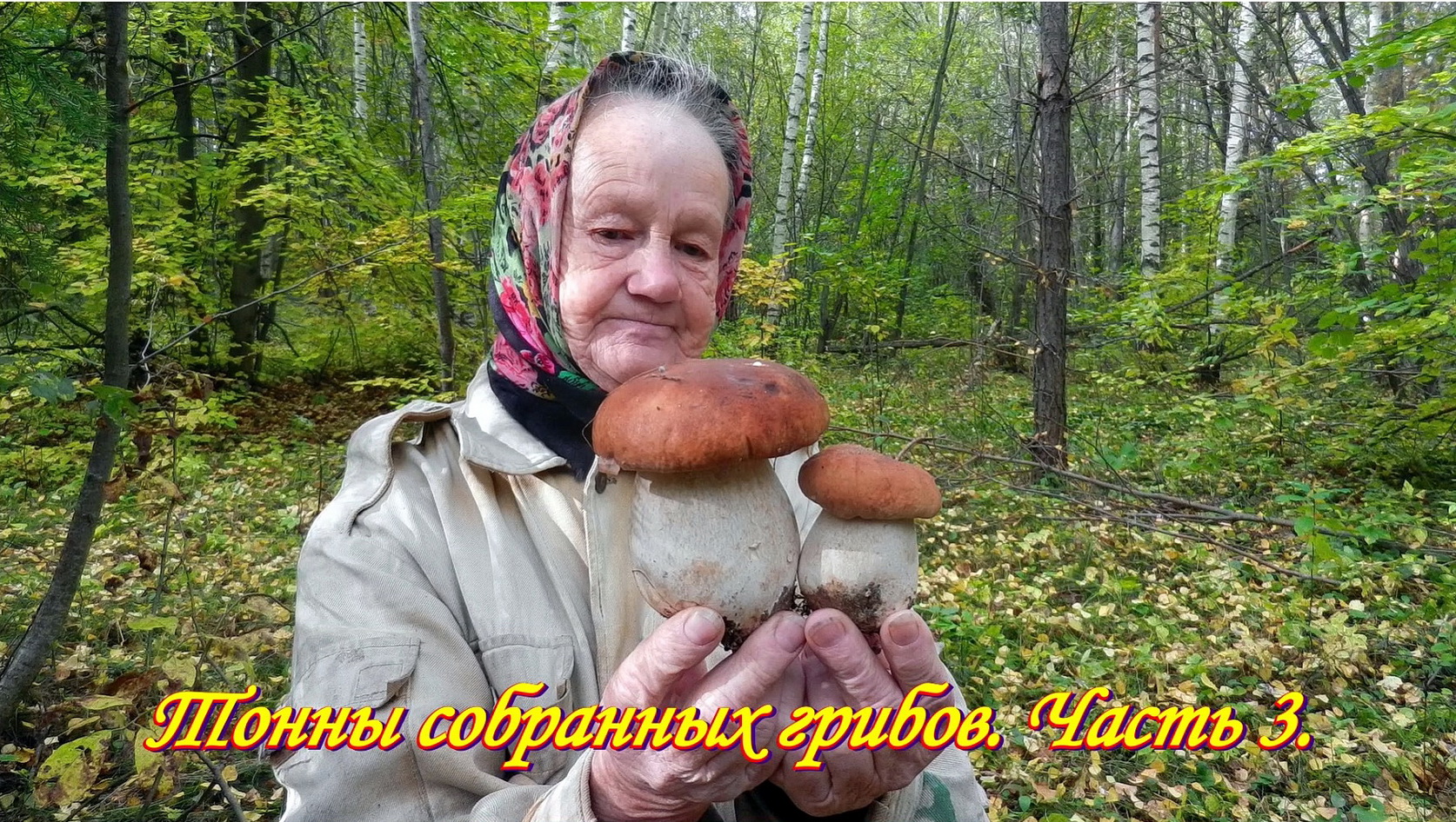 Тонна грибов. Рыбалка и грибалка в Сибири.. Гриболов Эстонии. Соленушка. Он видит перед собой большую поляну