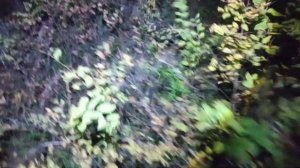 Охота с лайками на барсука.Леший,Тайга
