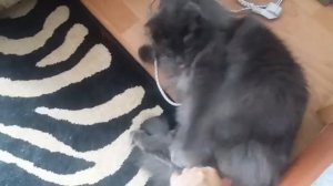 Красивый сибирский кот!