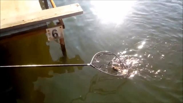 Рыбалка в Подмосковье!!! Бешеный клев форели!!! смотреть онлайн