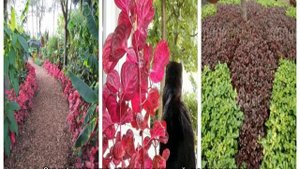 Ирезине цветок — уход в домашних условиях