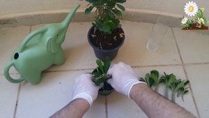 اكثار الايفوربيا ( شوكة المسيح ) _ How to propagate Euphorbia Milii plant