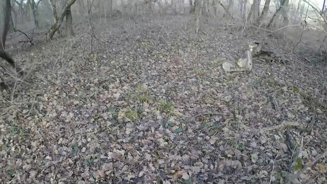 Тайны Сафоновского леса / что я нашёл в лесу
