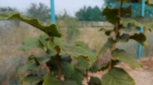 Фундук. ОБЗОР СОРТОВ ФУНДУКА, Конец Первого Года Вегетации